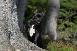 BOULEDOGUE FRANCAIS 764
